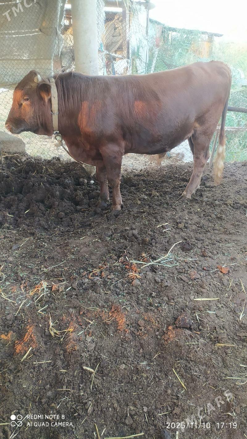 okuz - Wekilbazar - img 3