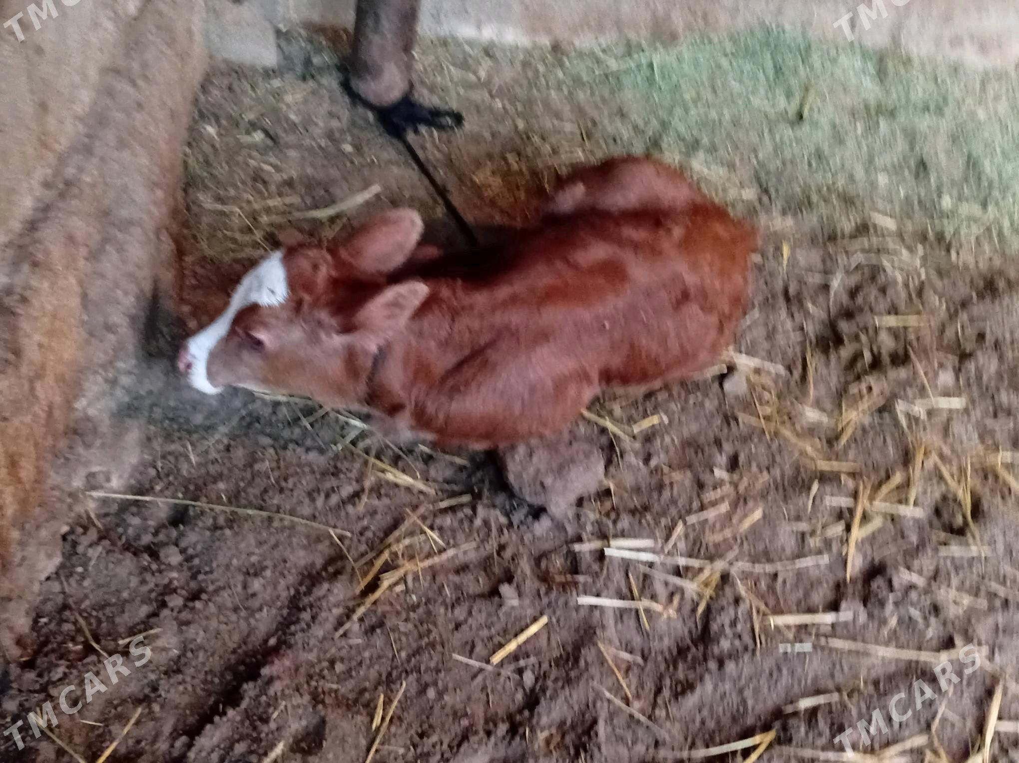 goleli sygyr - Gökdepe - img 3