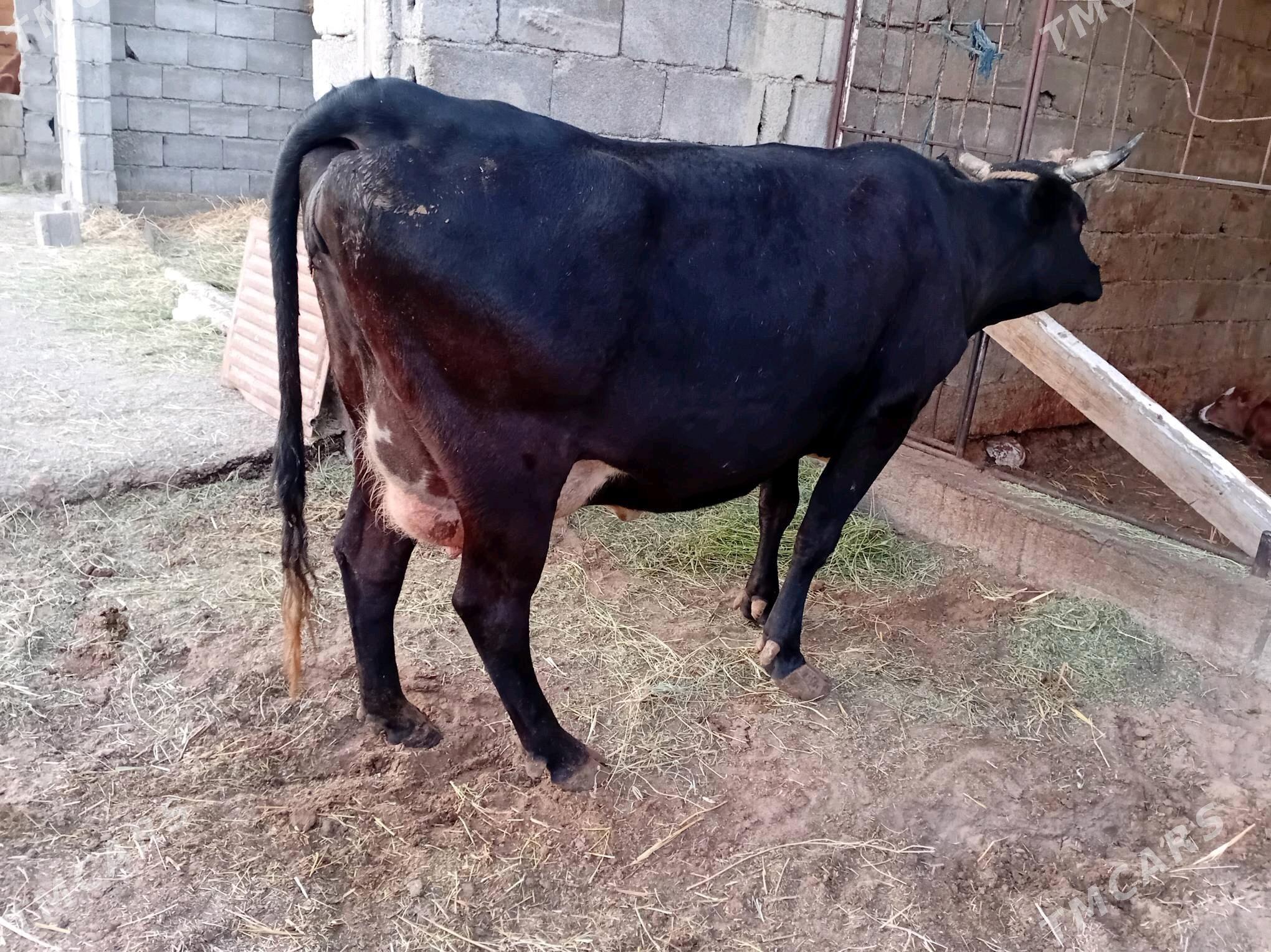 goleli sygyr - Gökdepe - img 4