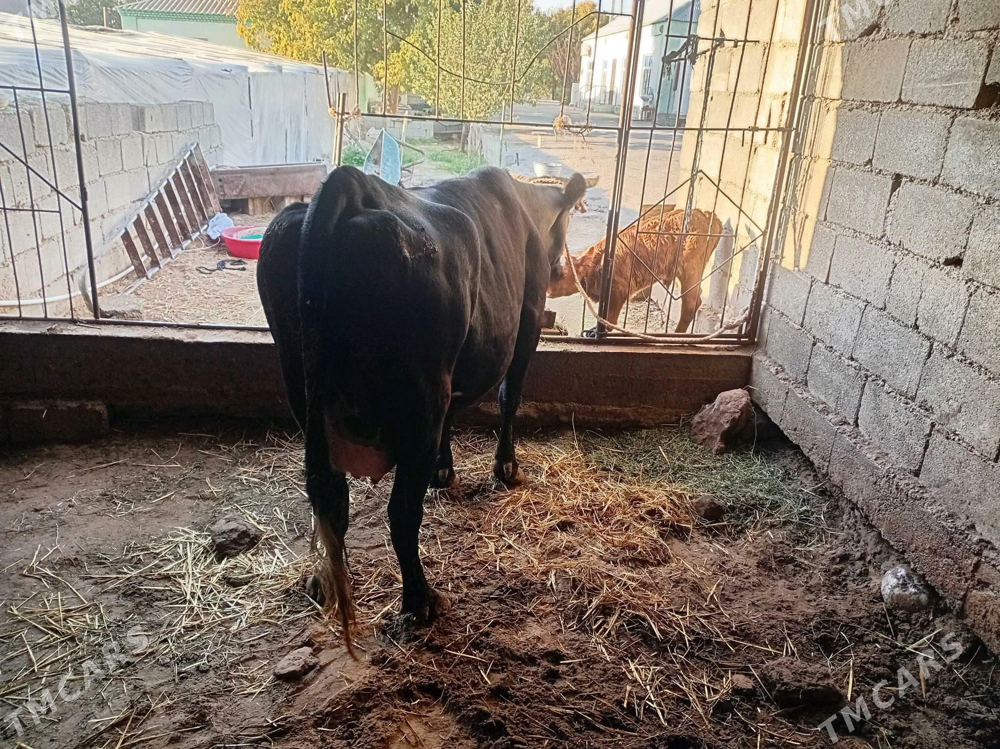 goleli sygyr - Gökdepe - img 2