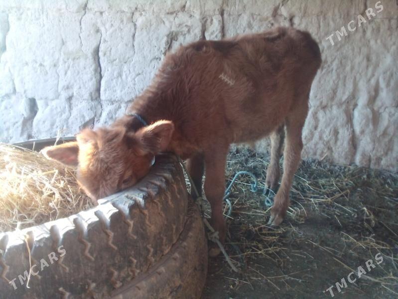 unajyn - Çärjew - img 5