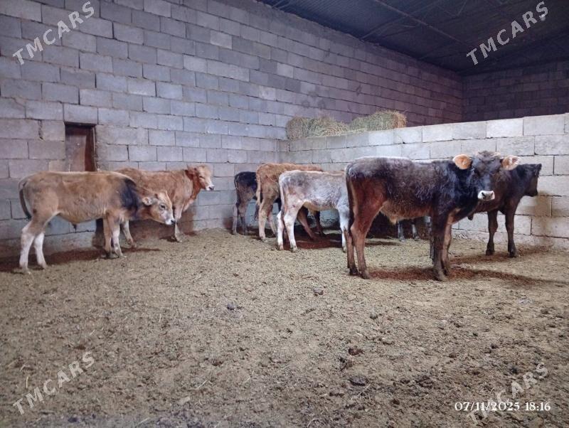 Şwes göleler - Herrikgala - img 2