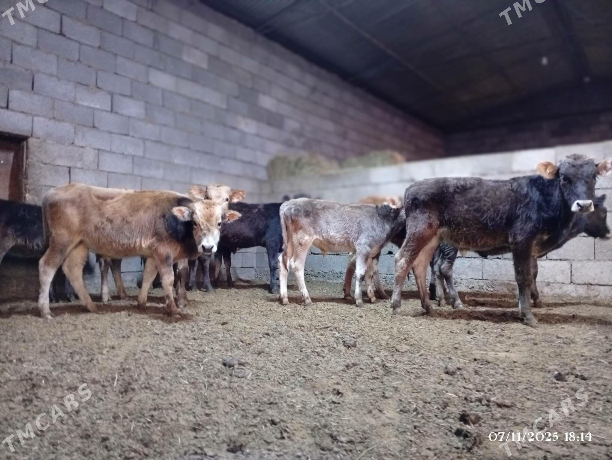 Şwes göleler - Herrikgala - img 4