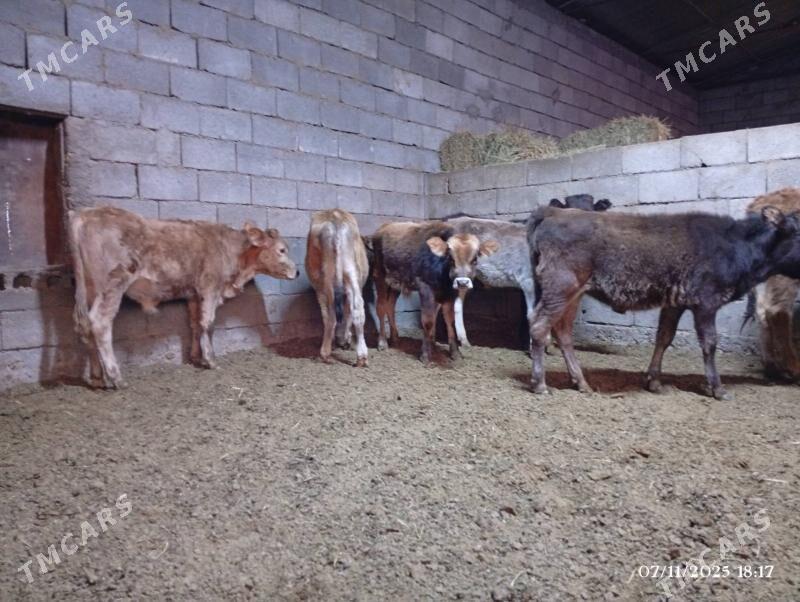 Şwes göleler - Herrikgala - img 10