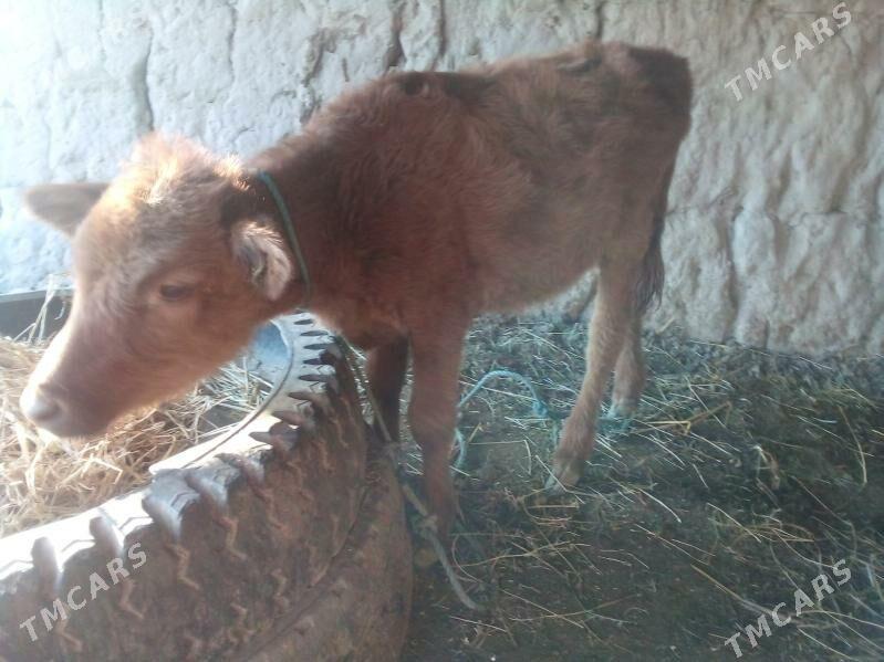 unajyn - Çärjew - img 2