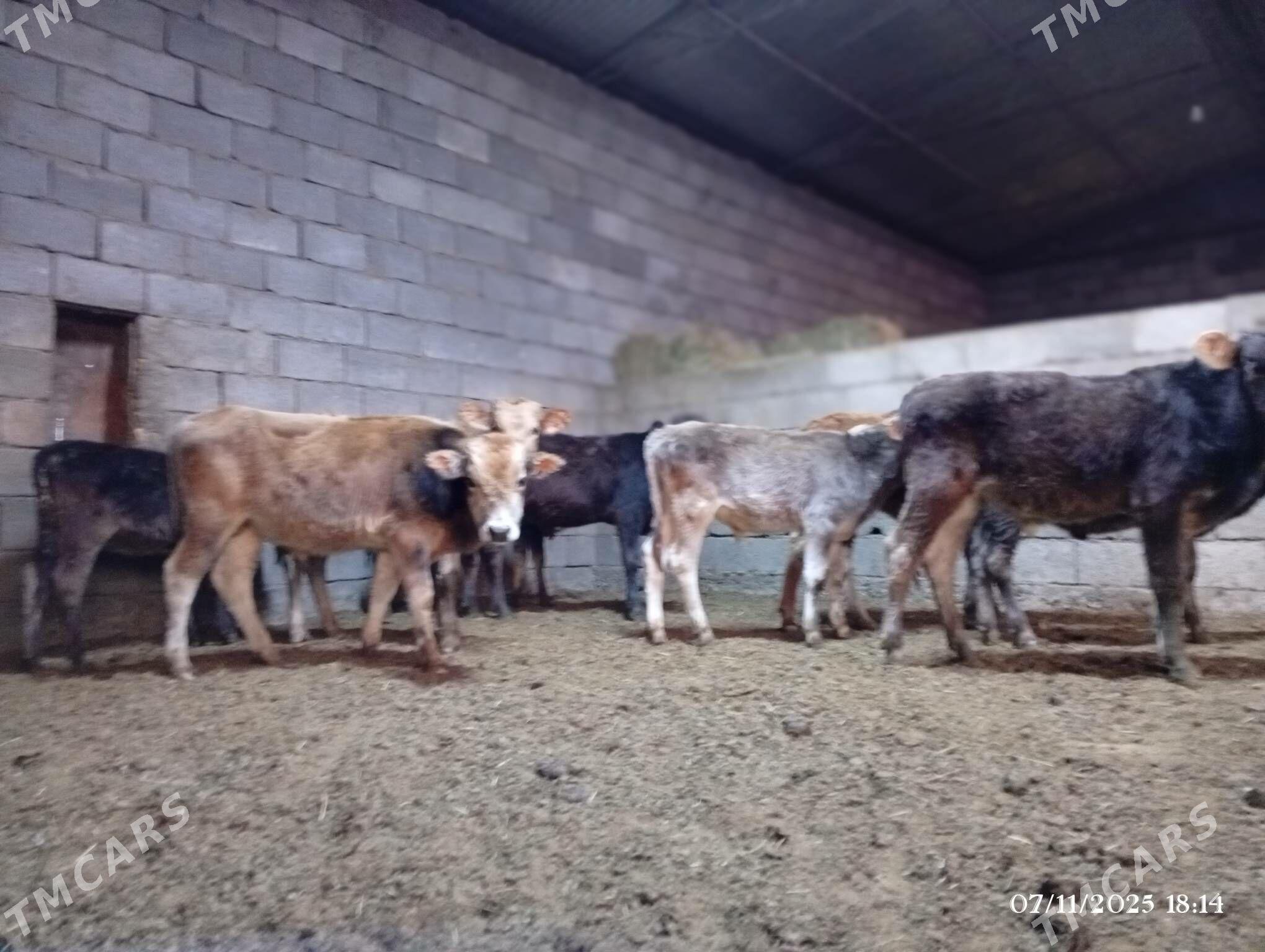 Şwes göleler - Herrikgala - img 6