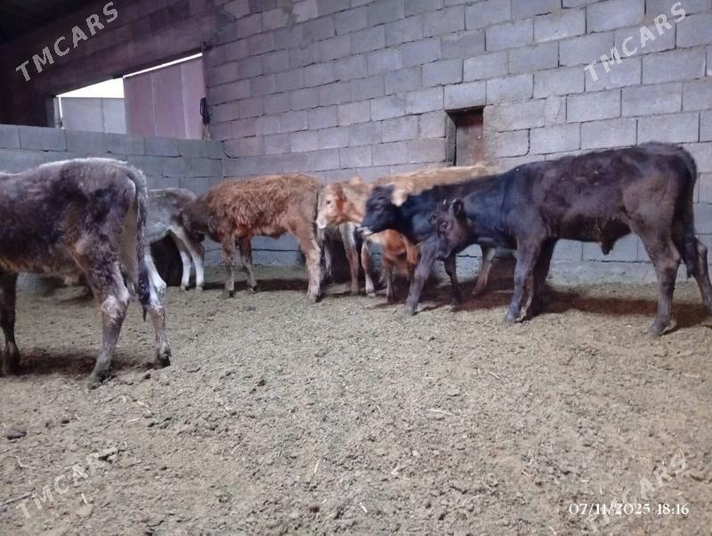 Şwes göleler - Herrikgala - img 8