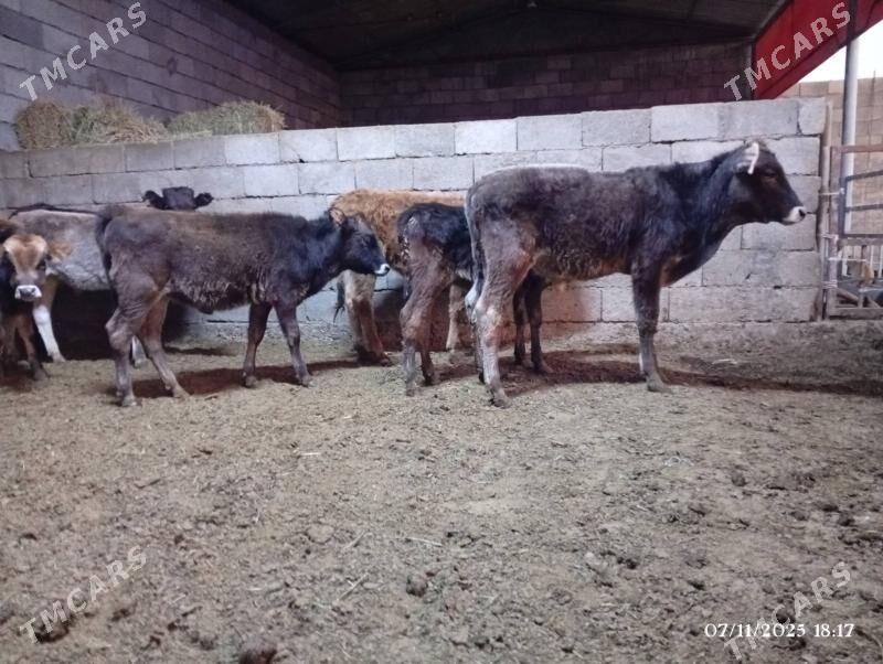 Şwes göleler - Herrikgala - img 9