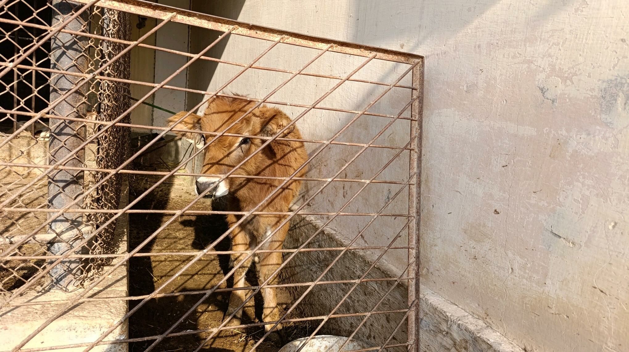 göleli sygyr - Balkanabat - img 3