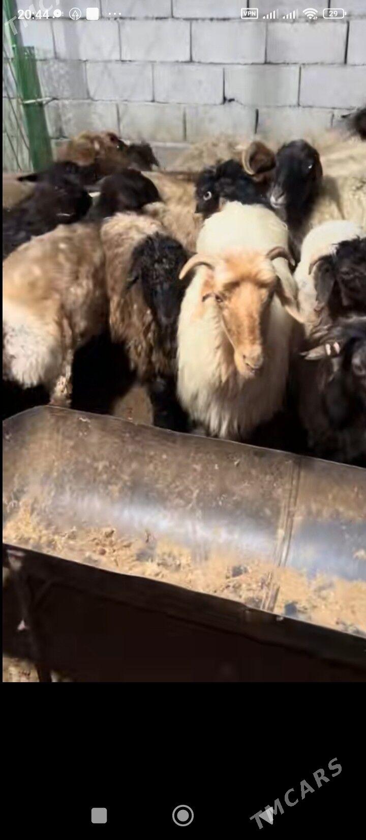 goyunlar - Бедев - img 5