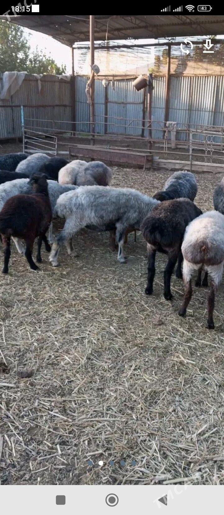 goyunlar - Бедев - img 2