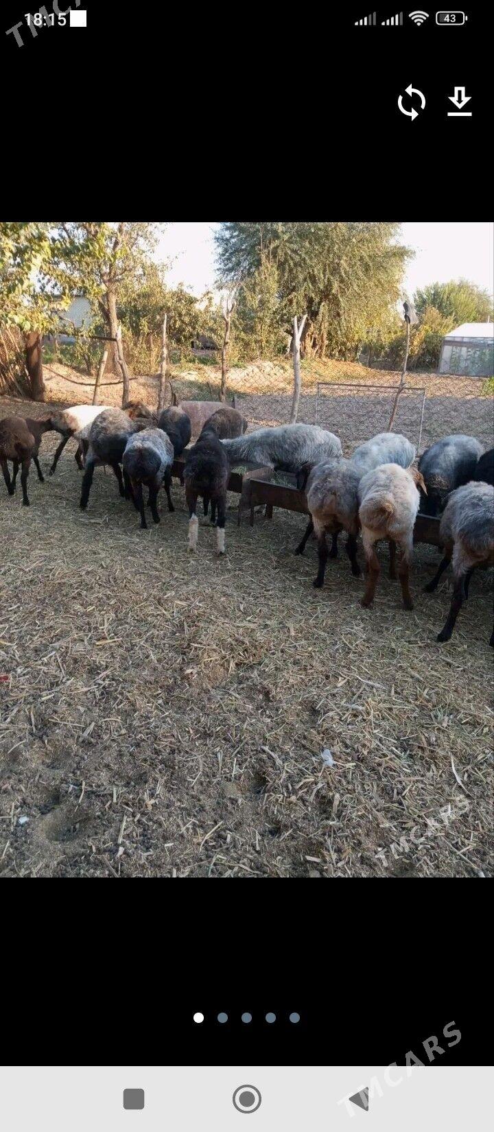 goyunlar - Бедев - img 3