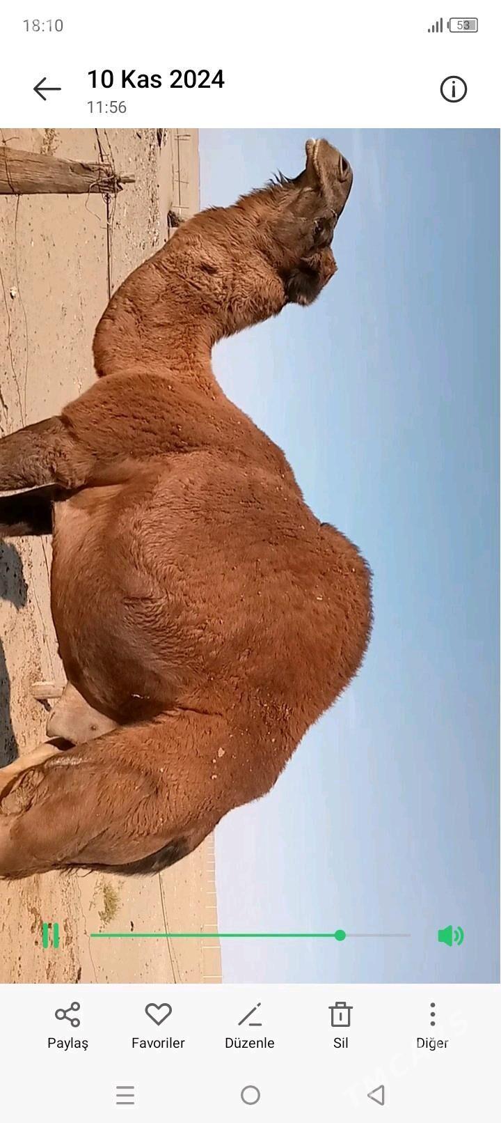 höwür erkek - Туркменбаши - img 2