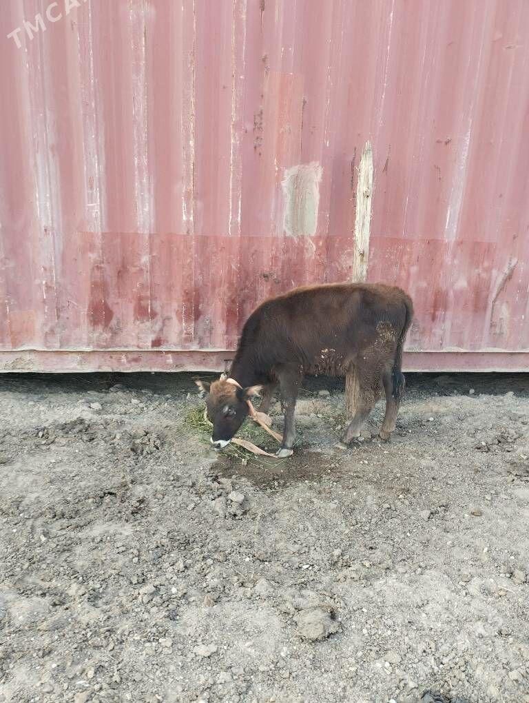 okuz we tuwe - Туркменбаши - img 5