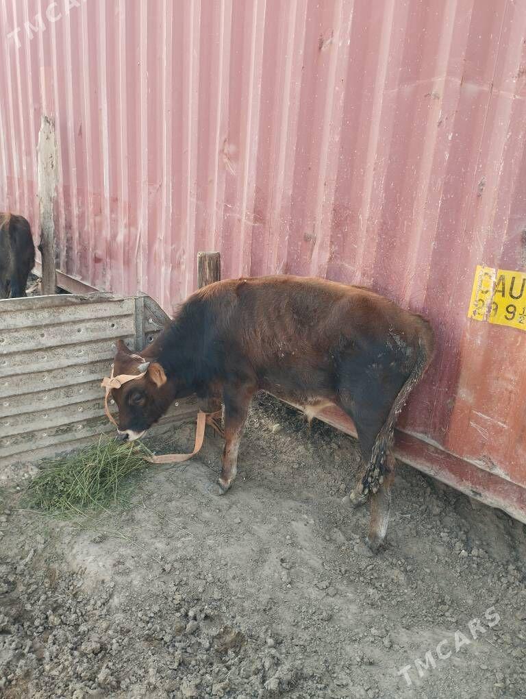 okuz we tuwe - Туркменбаши - img 2