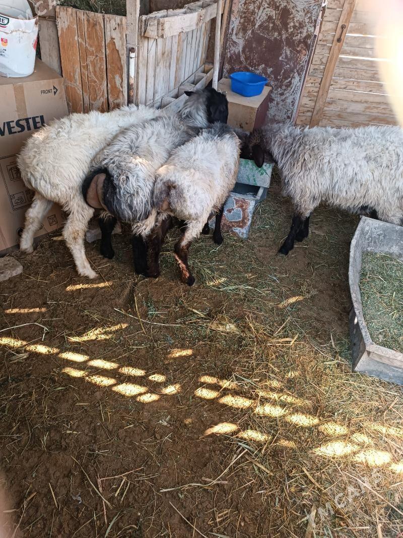 Bakylan işşek goýun - Гёкдепе - img 2