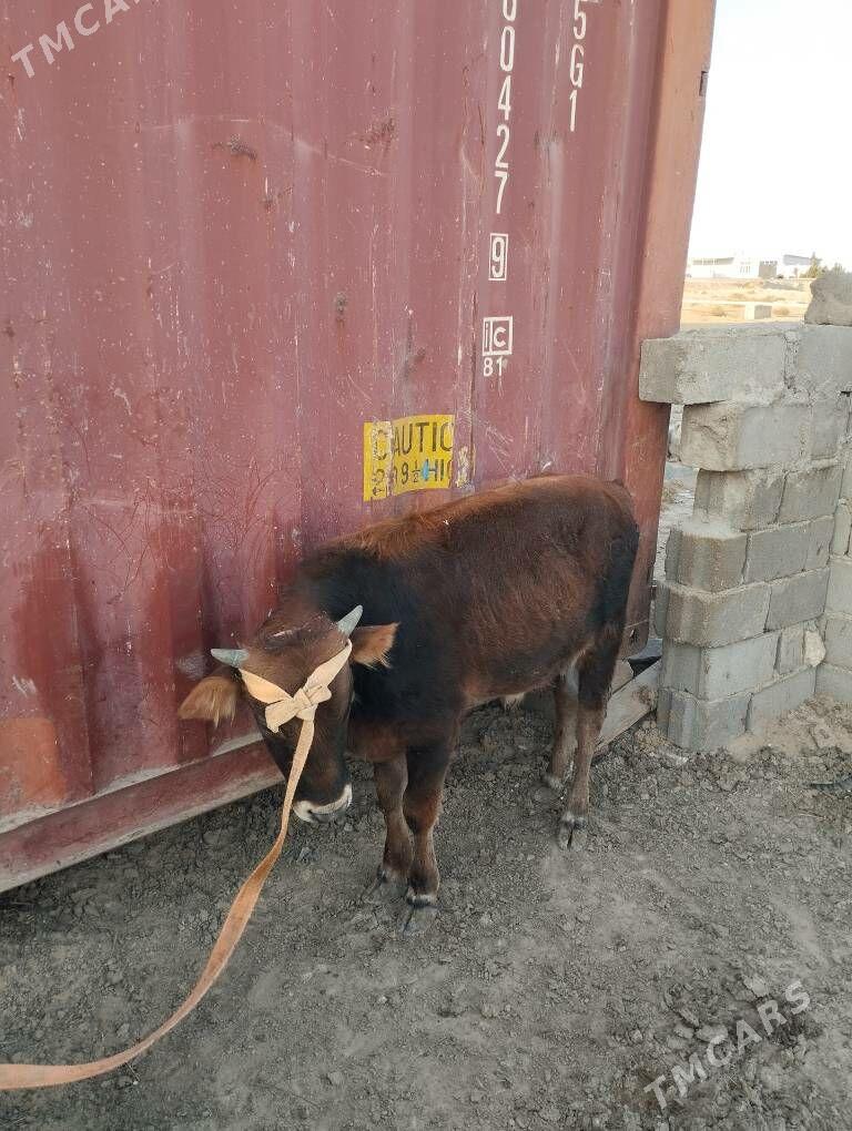 okuz we tuwe - Туркменбаши - img 3