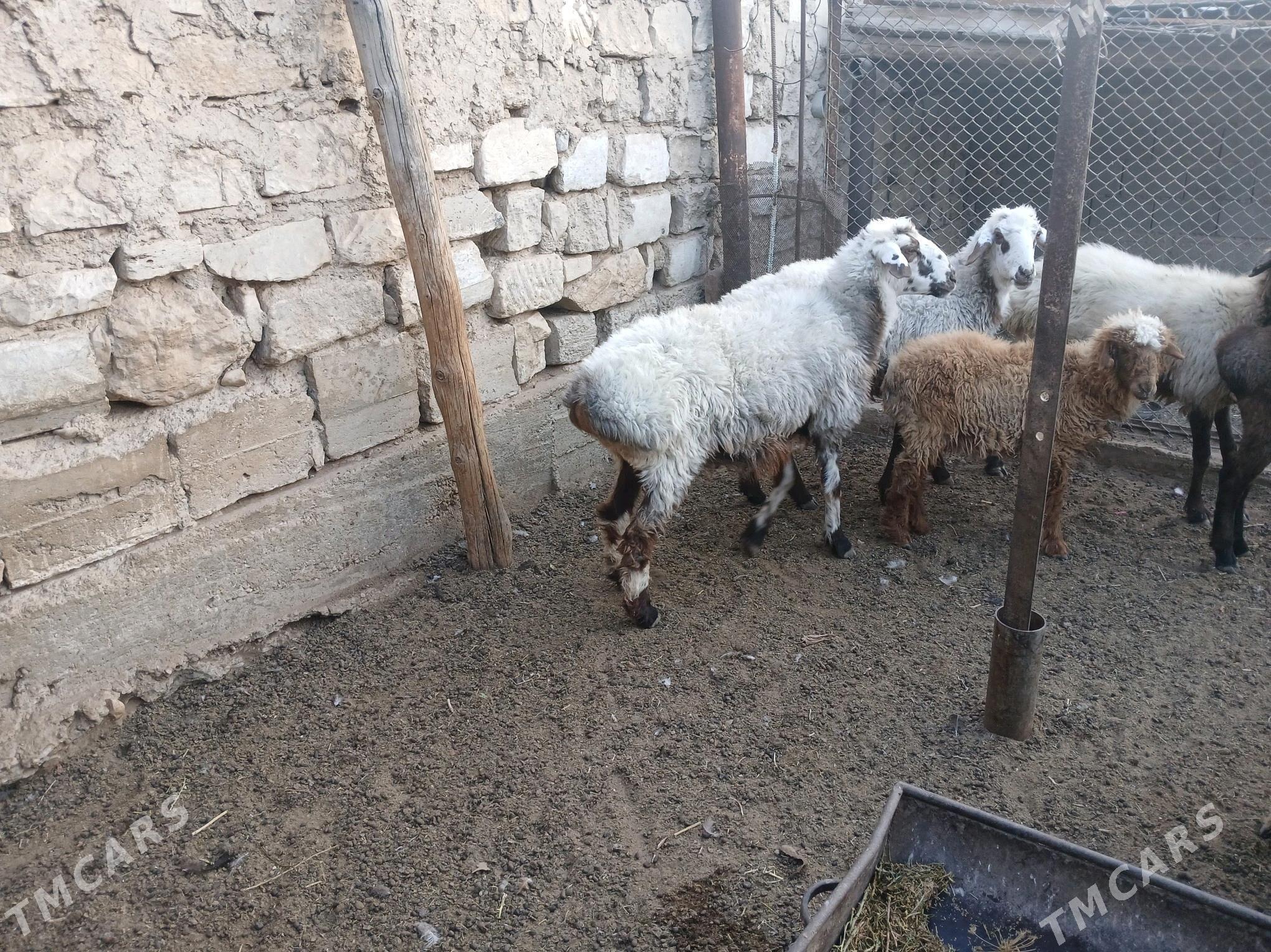 goyun - Balkanabat - img 3