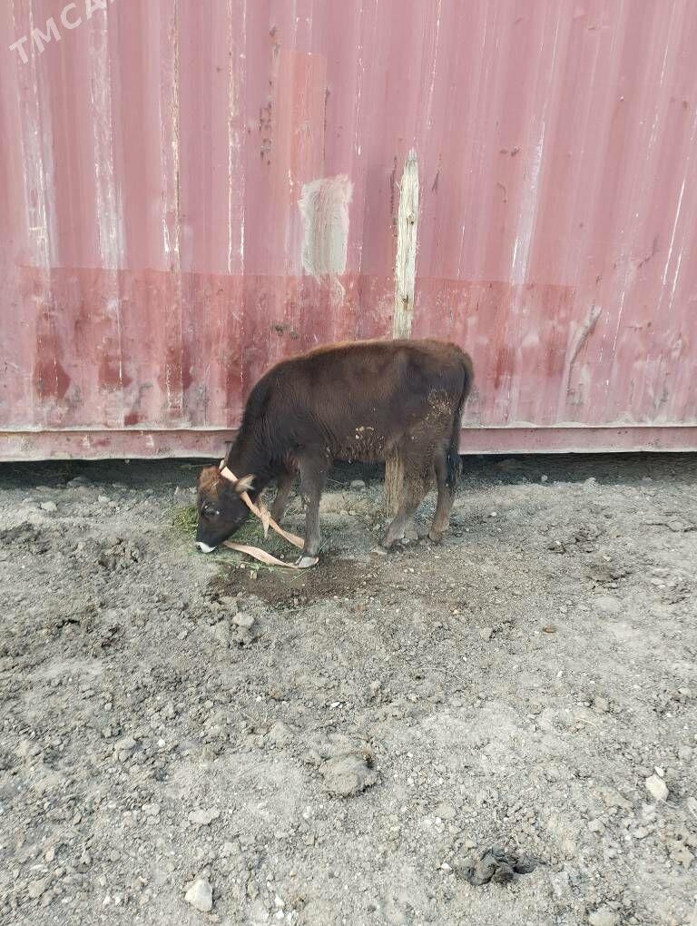 okuz we tuwe - Туркменбаши - img 7