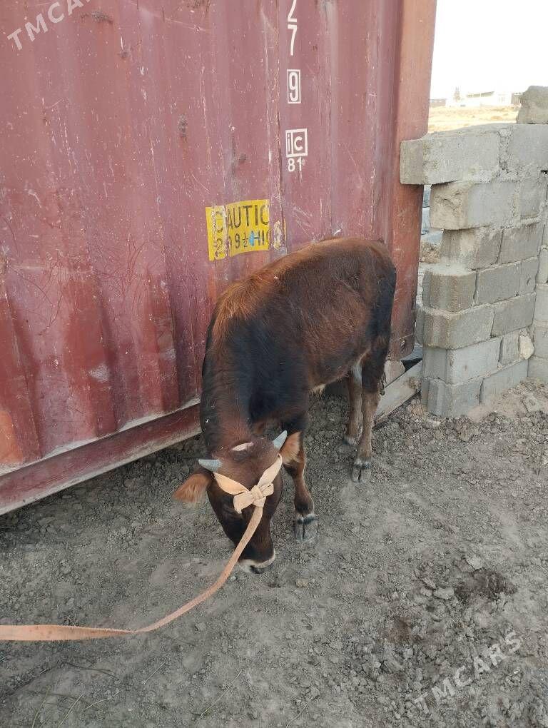 okuz we tuwe - Туркменбаши - img 4