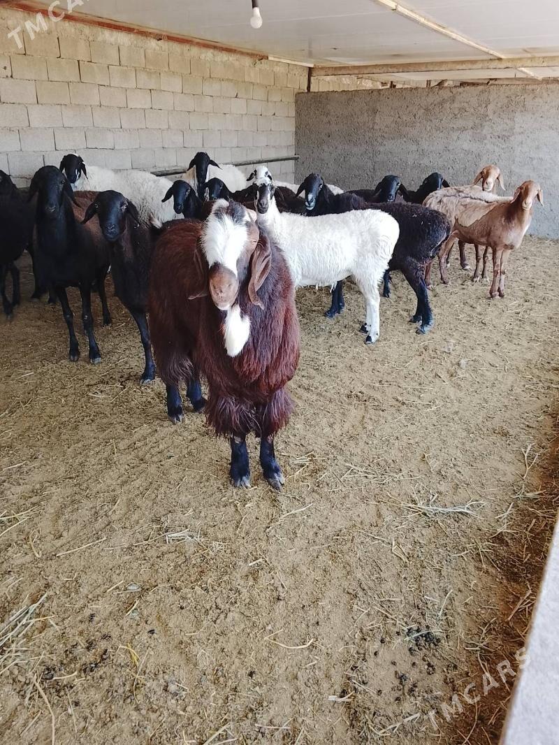 Teke - Багир - img 3