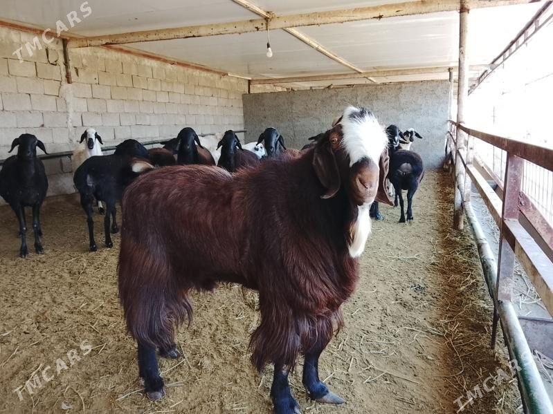 Teke - Багир - img 2