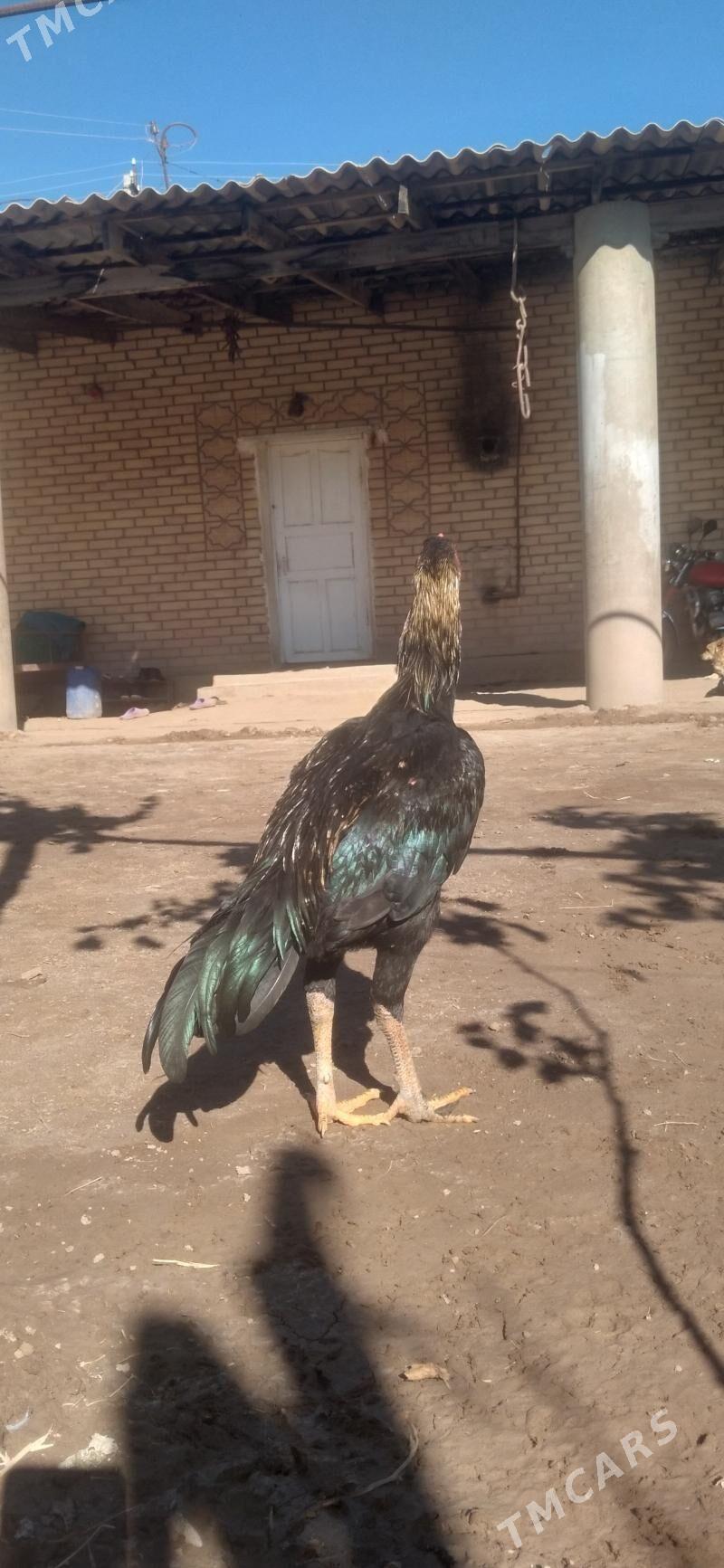 HORAZ - Гарабекевюл - img 6