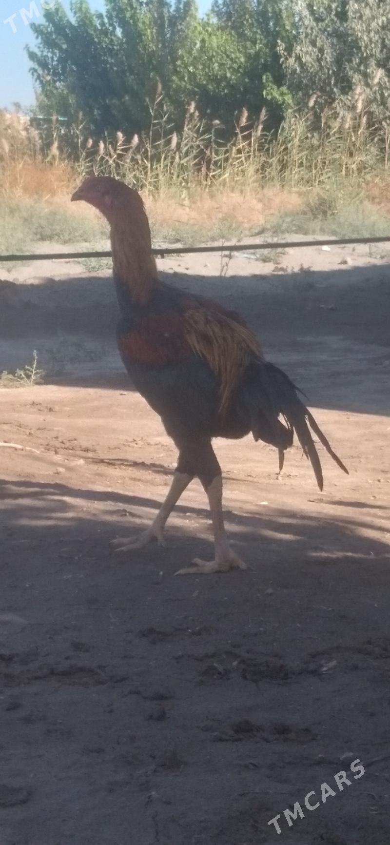 HORAZ - Гарабекевюл - img 4