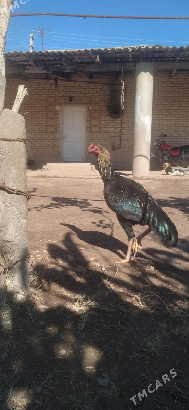 HORAZ - Гарабекевюл - img 9