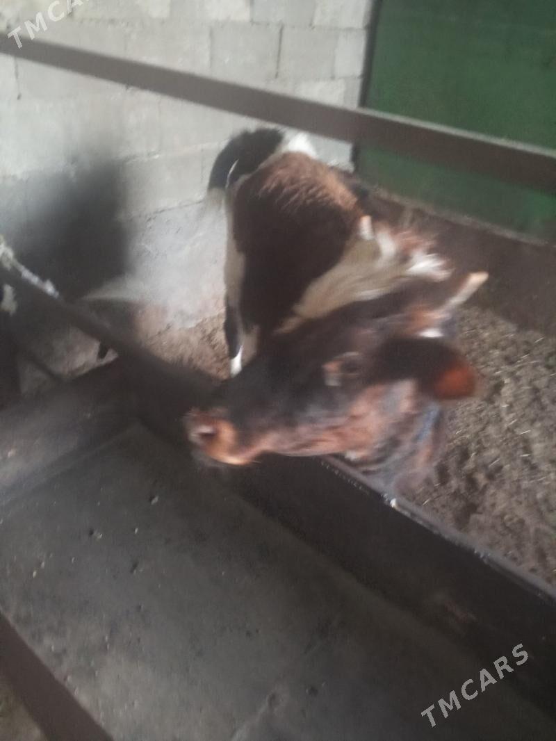 gole - Garadamak Şor - img 3