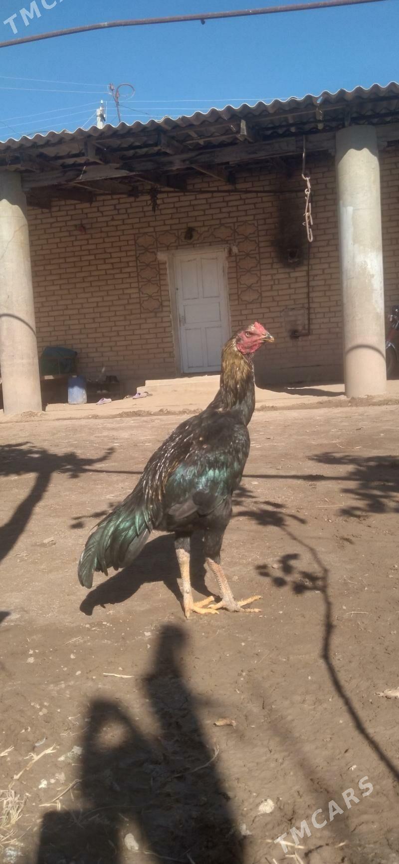 HORAZ - Гарабекевюл - img 5