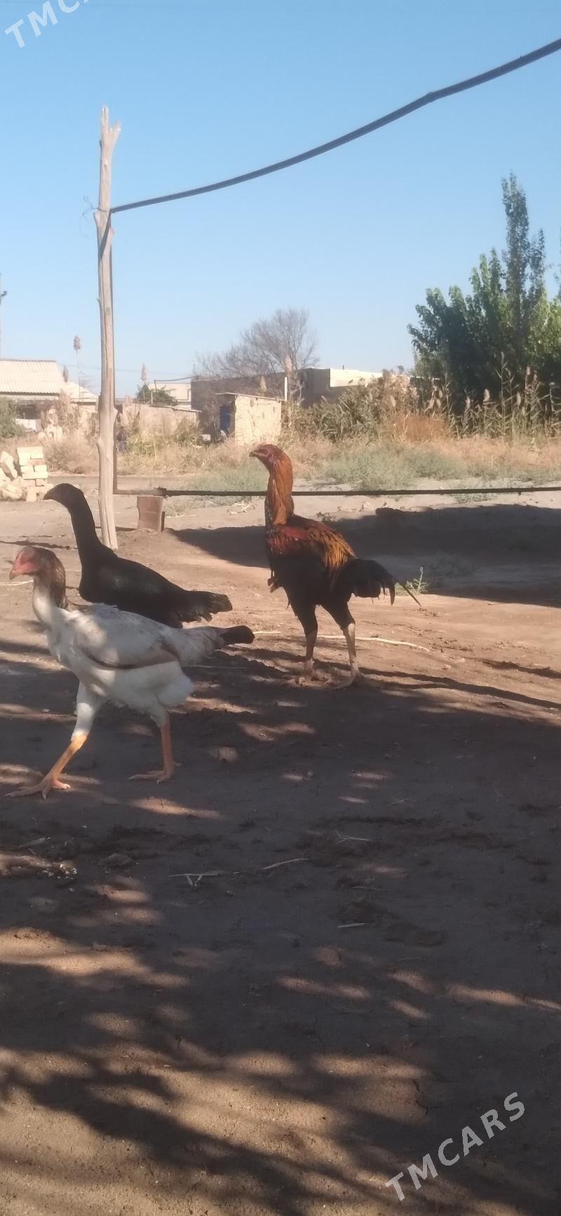 HORAZ - Гарабекевюл - img 3