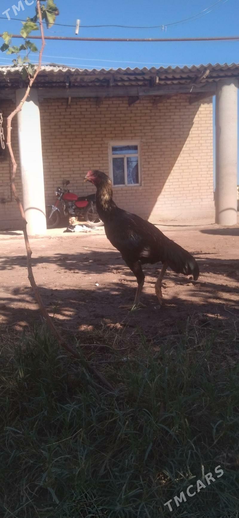 HORAZ - Гарабекевюл - img 8