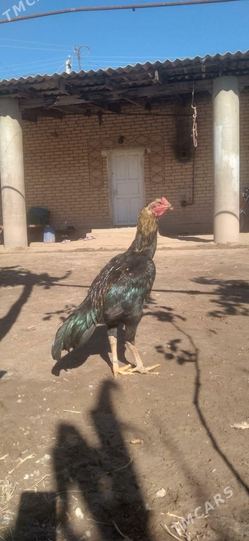 HORAZ - Гарабекевюл - img 7