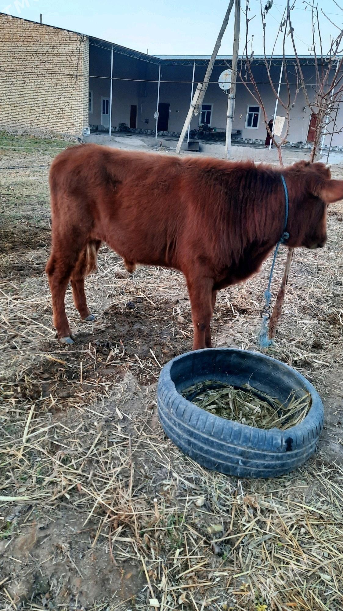 okuz - Туркменабат - img 2