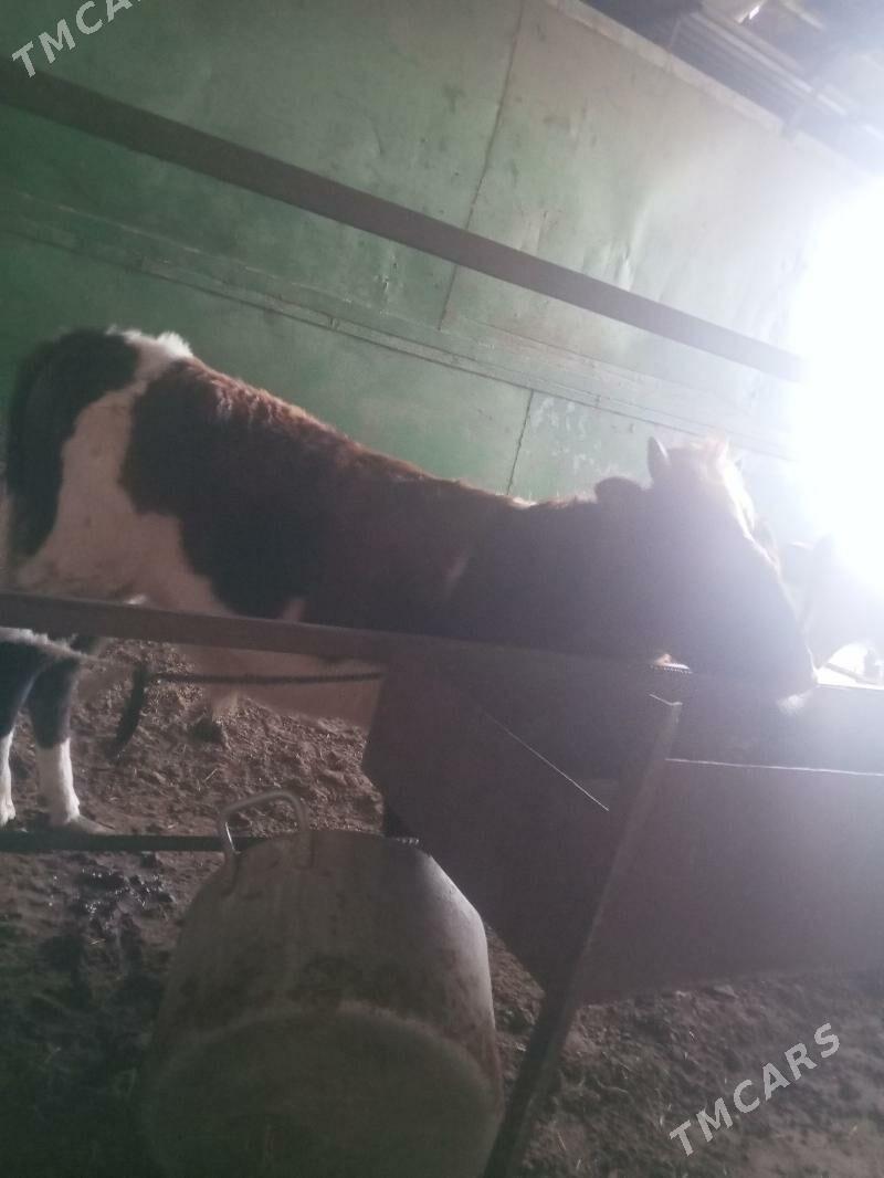 gole - Garadamak Şor - img 2