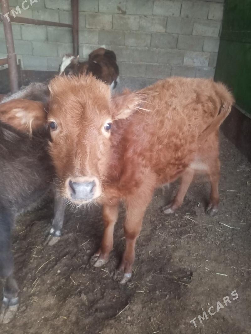 okuz - Гарадамак Шор - img 2