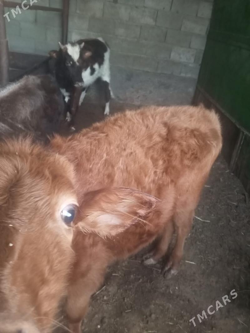 okuz - Гарадамак Шор - img 3