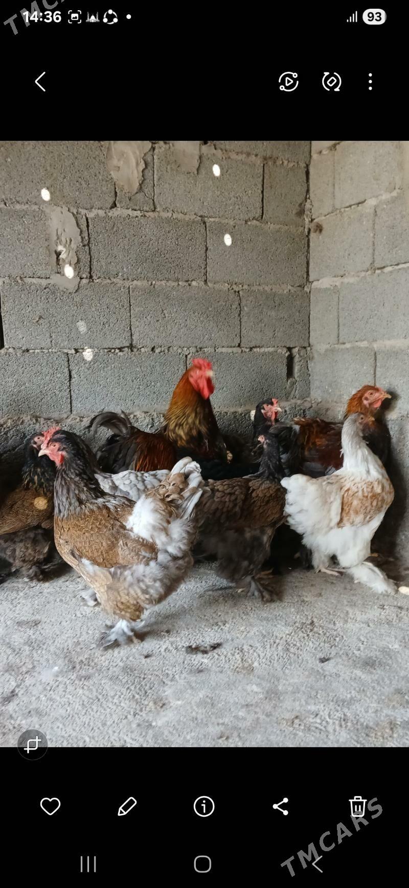 byrama bulu - Gökdepe - img 7