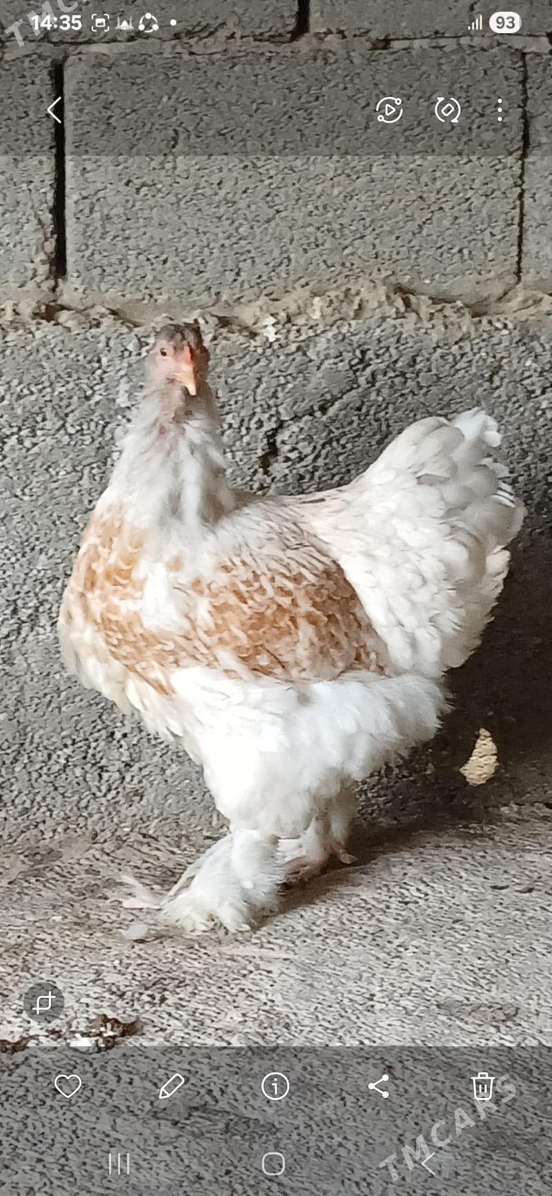 byrama bulu - Gökdepe - img 4