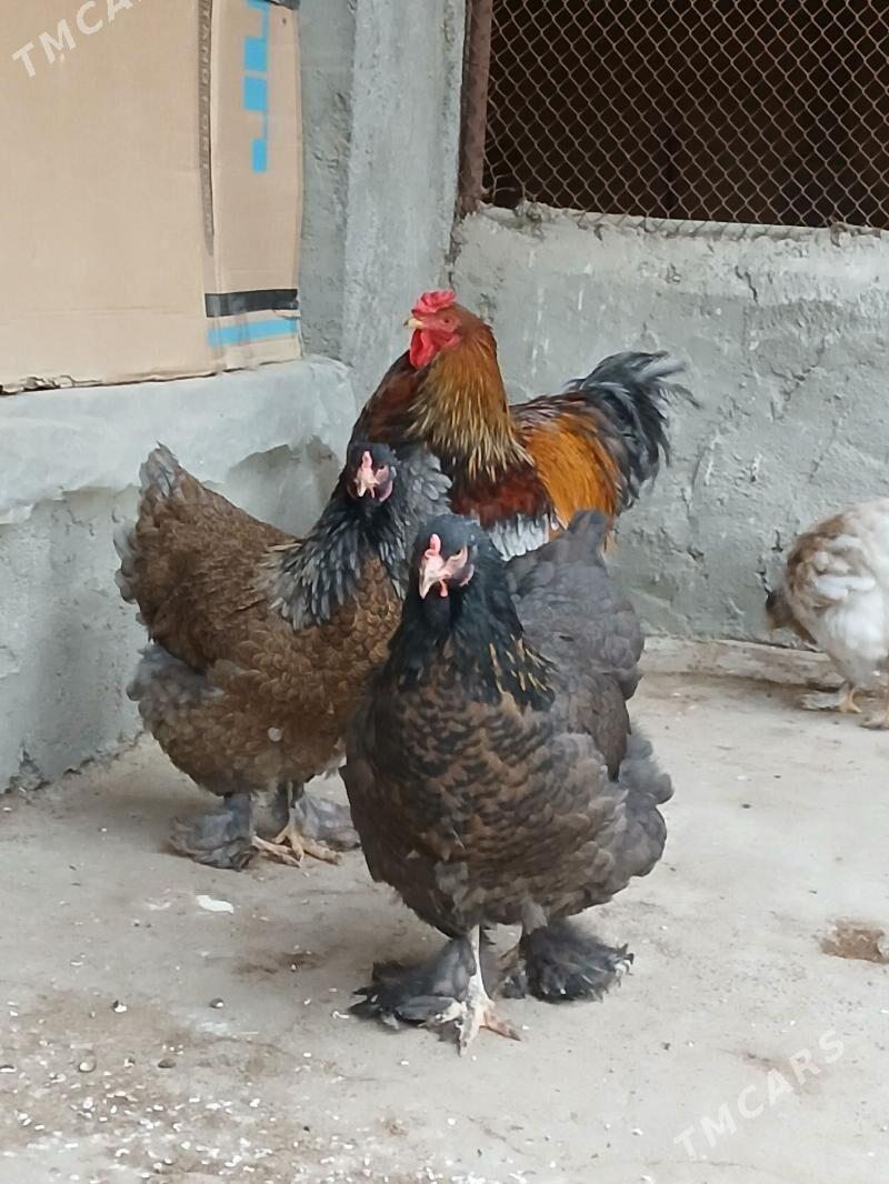 byrama bulu - Gökdepe - img 8