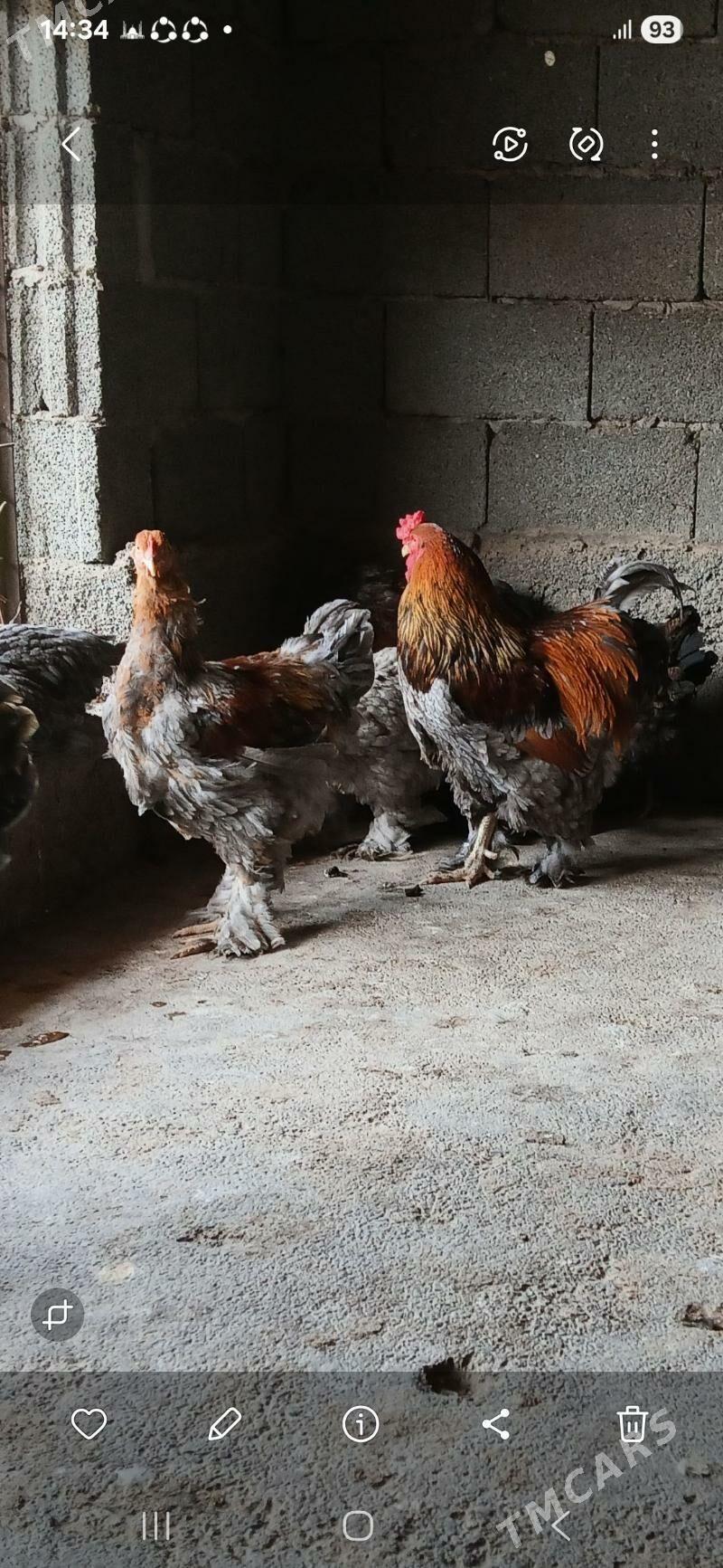 byrama bulu - Gökdepe - img 3