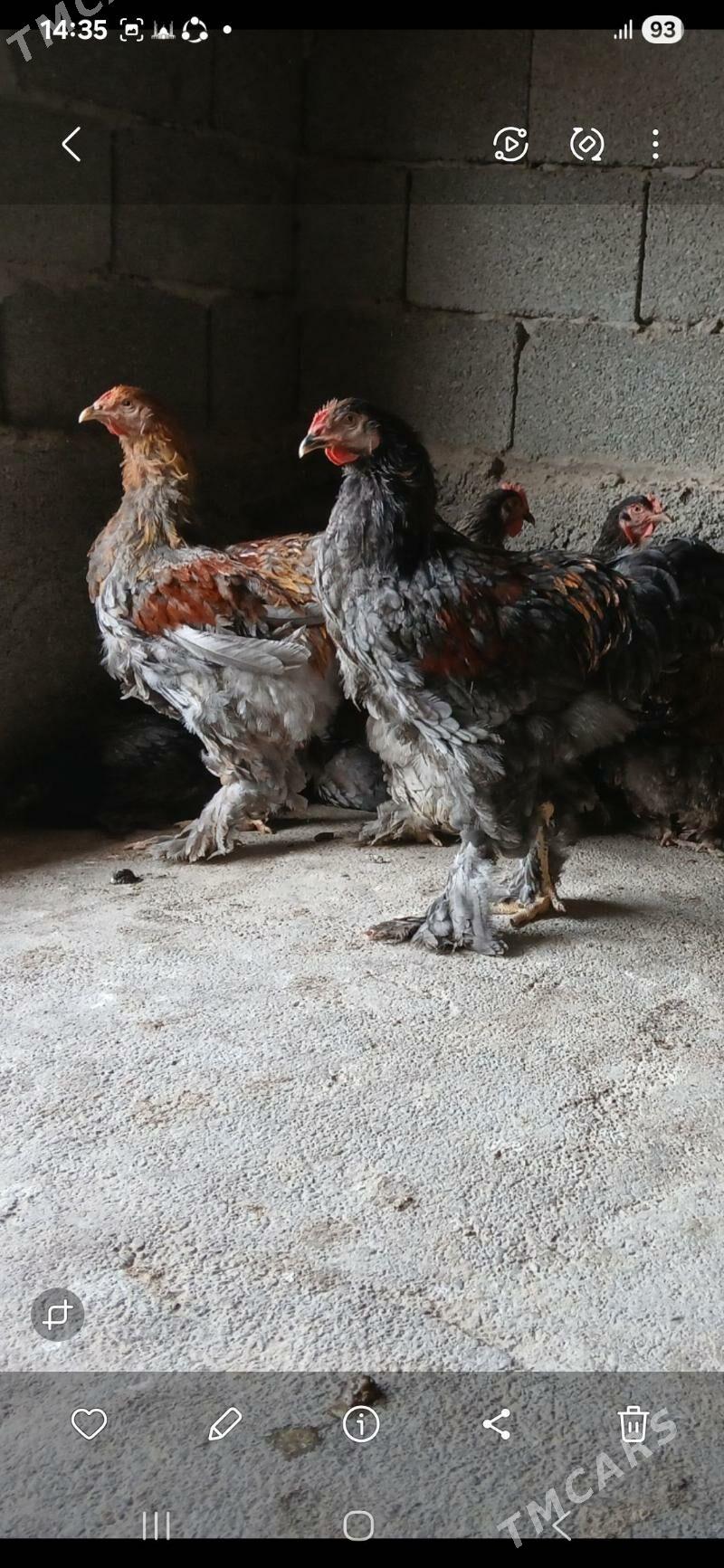 byrama bulu - Gökdepe - img 6