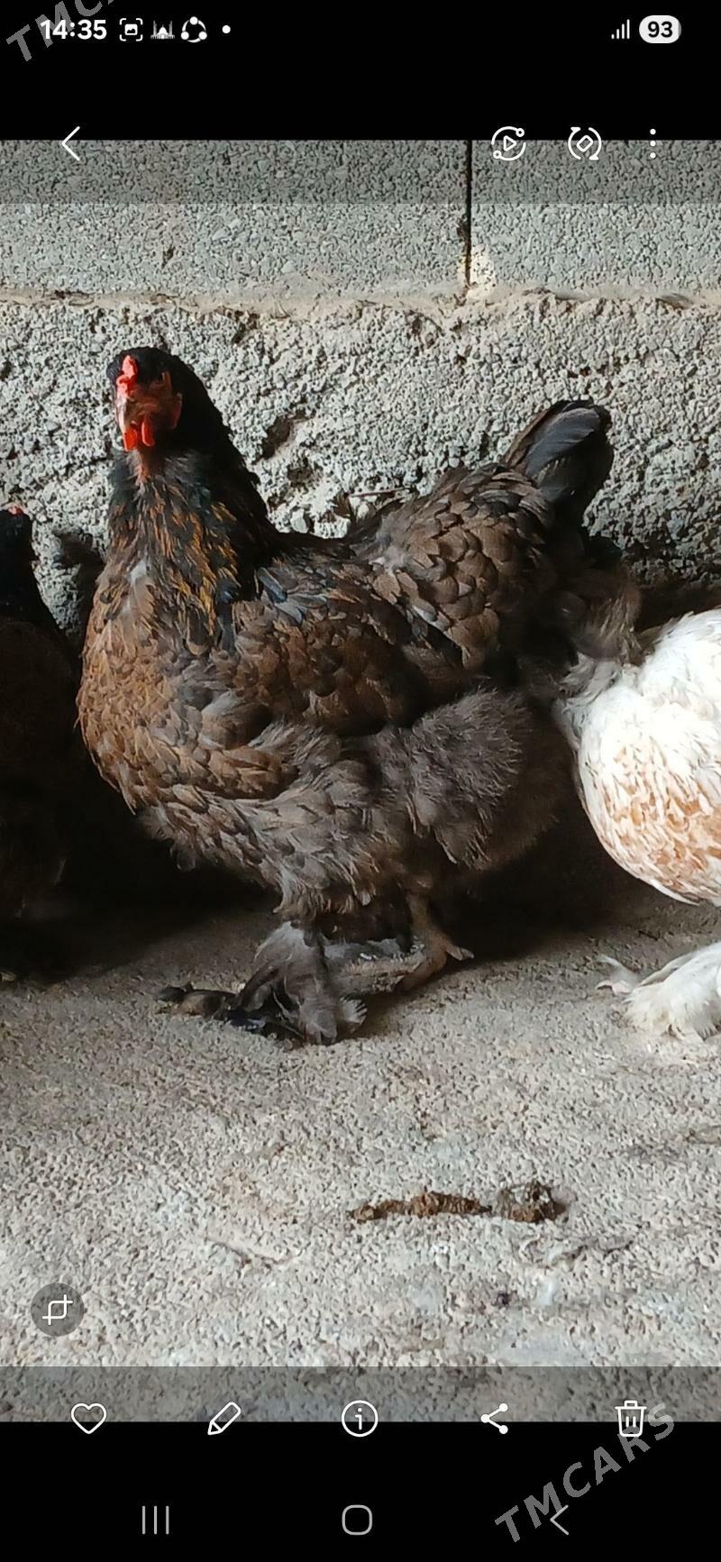 byrama bulu - Gökdepe - img 2