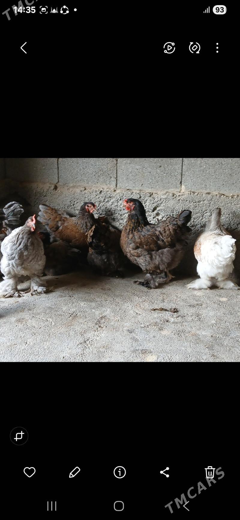 byrama bulu - Gökdepe - img 5