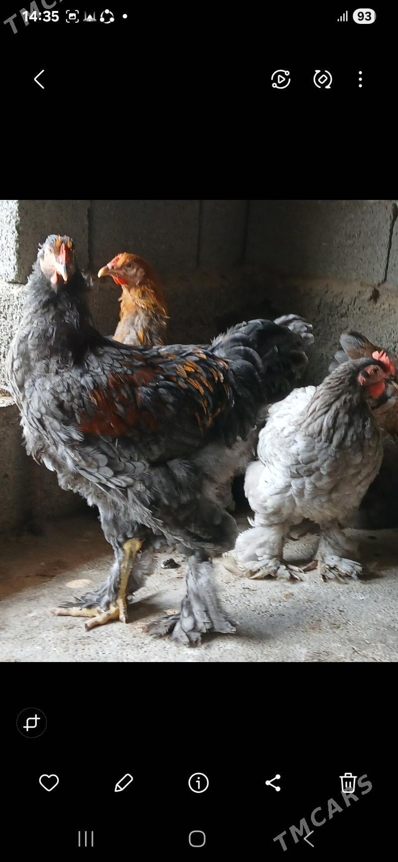 byrama bulu - Gökdepe - img 1