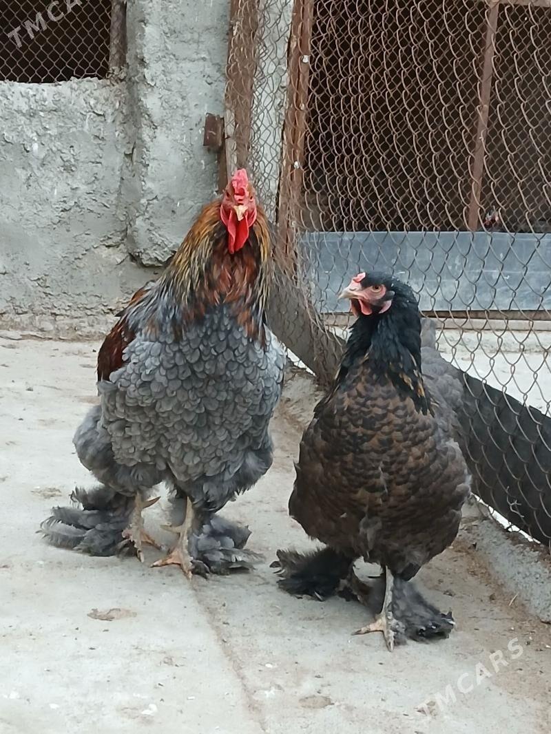 byrama bulu - Gökdepe - img 9