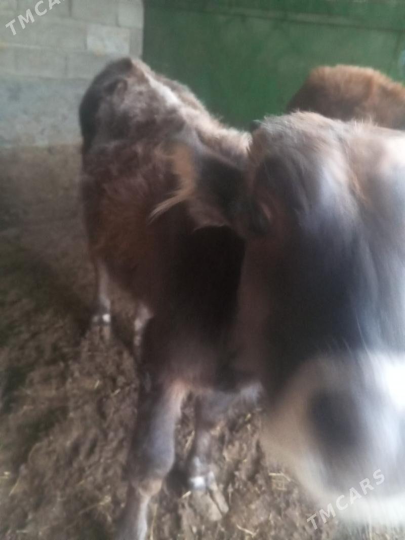 okuzce - Garadamak Şor - img 3