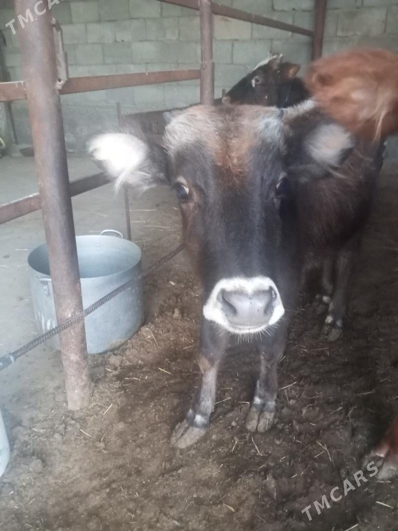 okuzce - Garadamak Şor - img 2