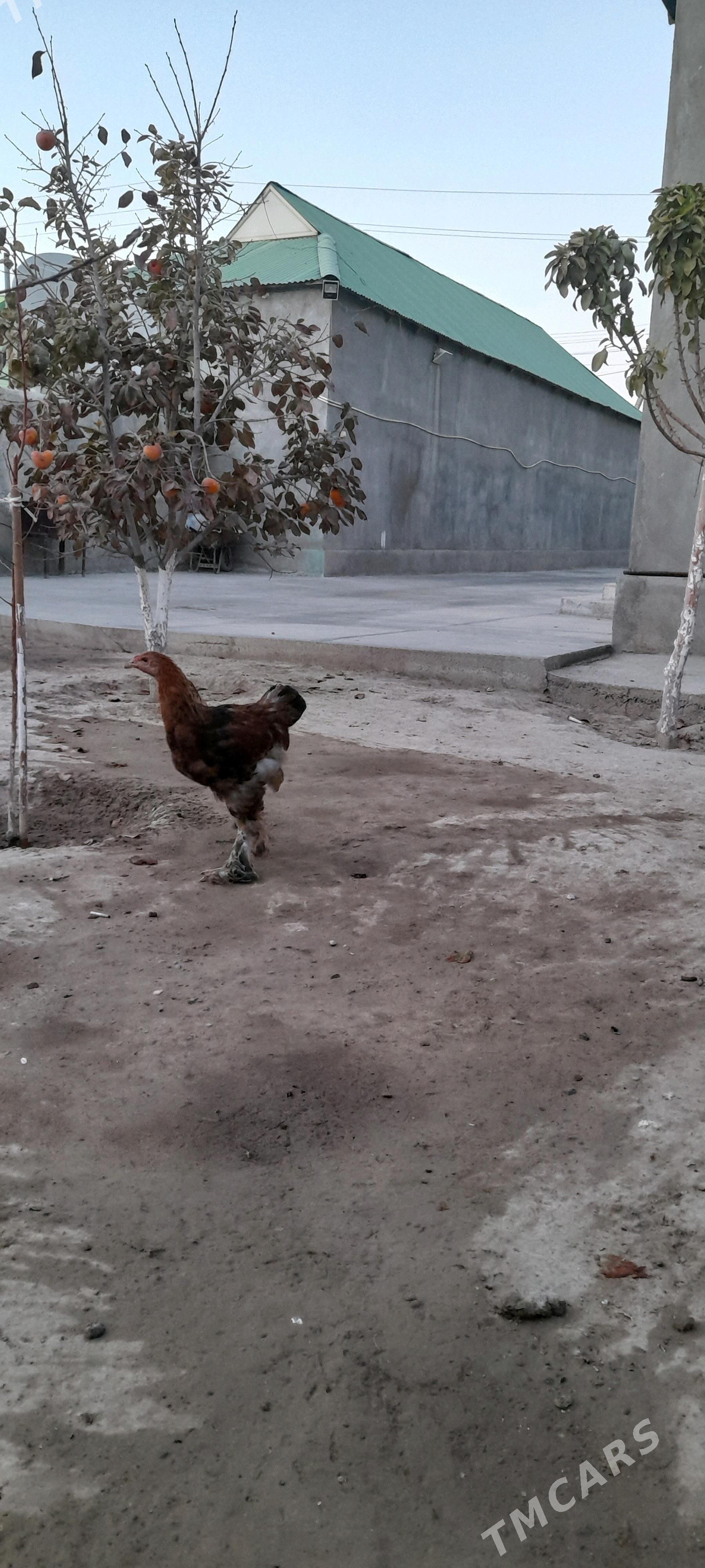 Brama horaz - Aşgabat - img 2